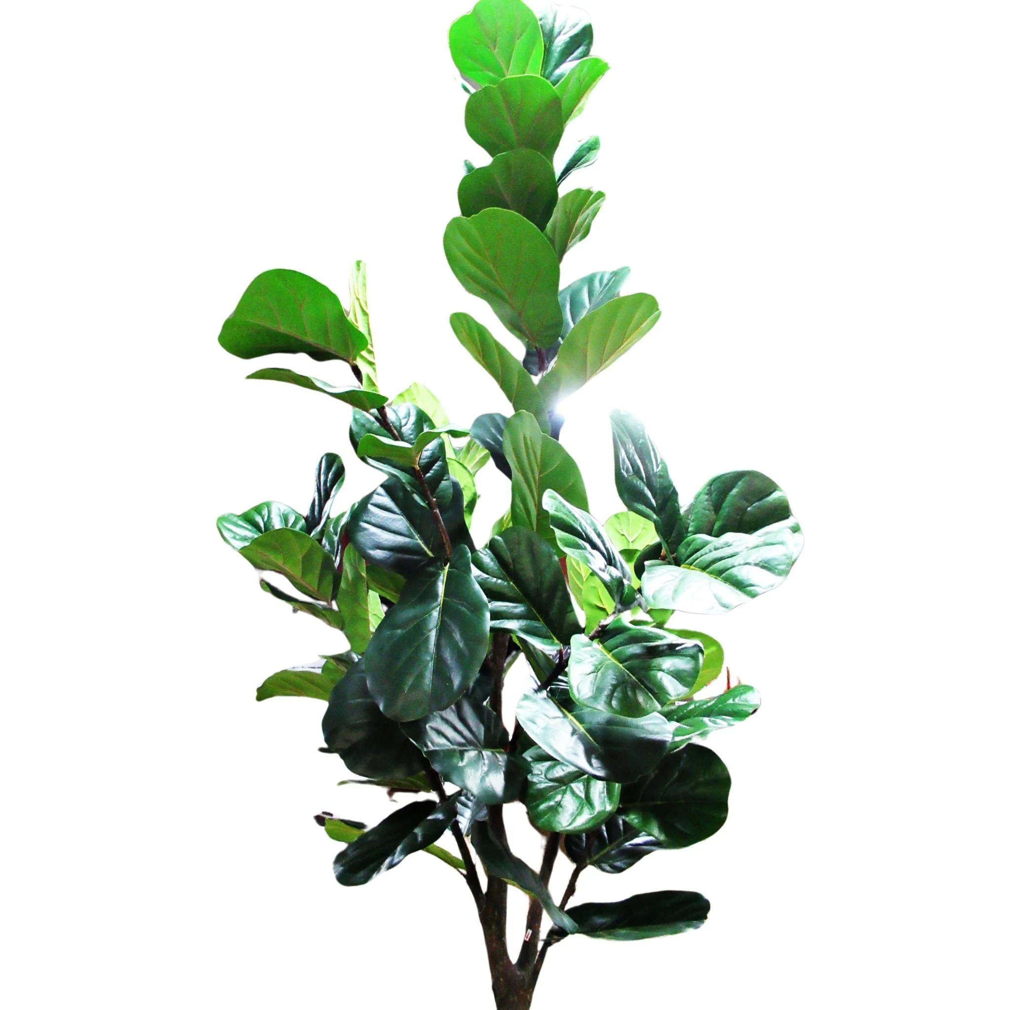 Faux 3.05 m (10 ft.) Fiddle Leaf Fig Tree with Planter - Image 3