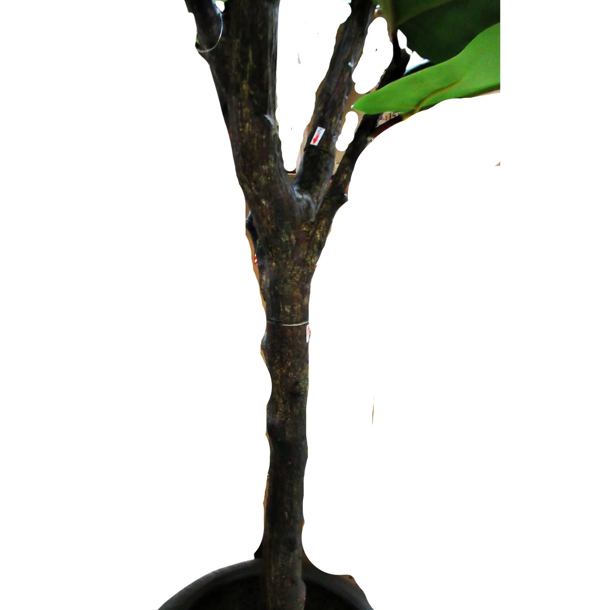Faux 3.05 m (10 ft.) Fiddle Leaf Fig Tree with Planter - Image 4