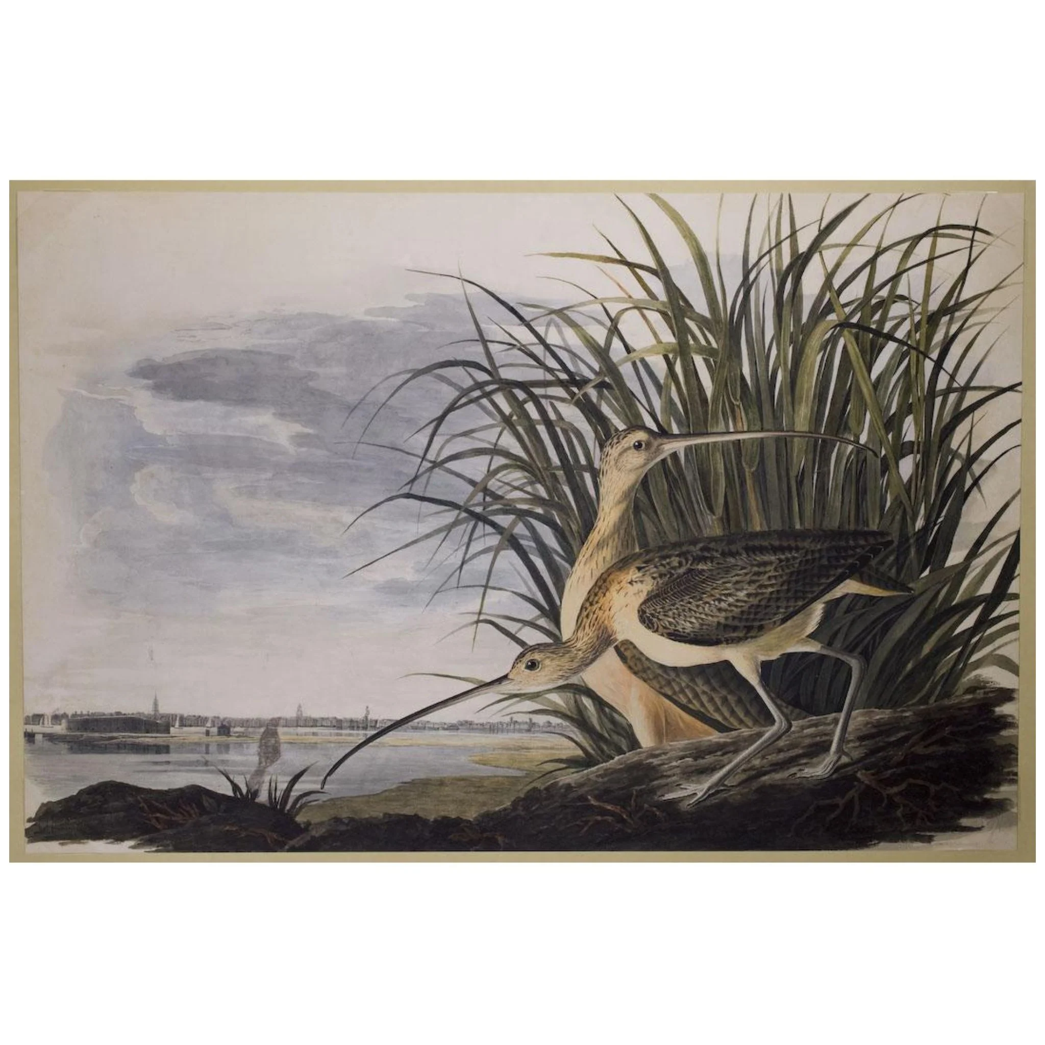 Long Billed Curlew by John James Audubon Painting Print